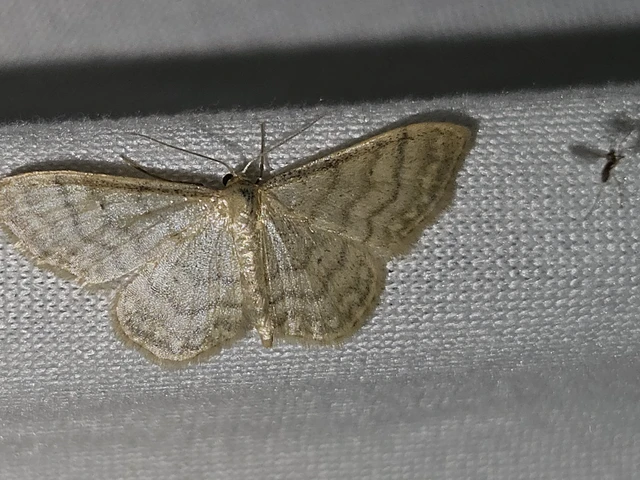 Idaea fuscovenosa - szürkeszélű apróaraszoló