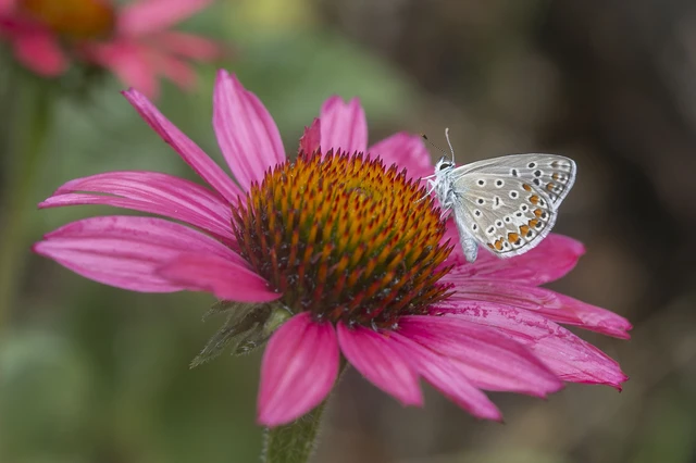 Polyommatus icarus - közönséges boglárka