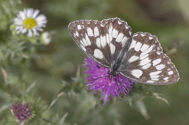 Melanargia galathea - sakktáblalepke