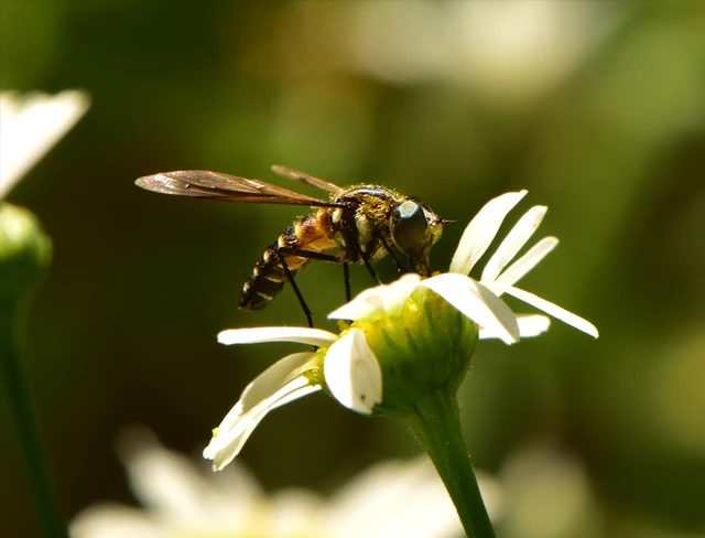 Diptera - Kétszárnyúak