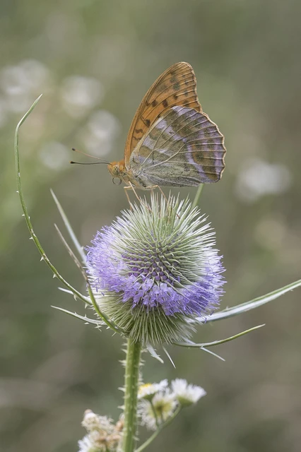 Argynnis paphia - nagy gyöngyházlepke