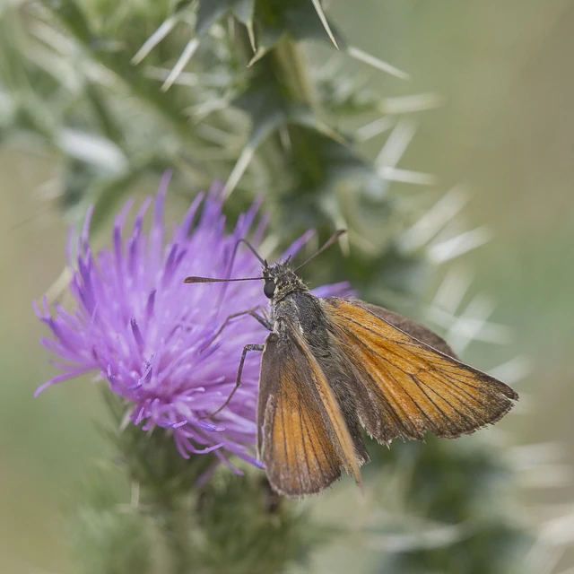 Thymelicus lineola - vonalas busalepke