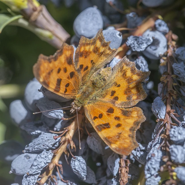 Nymphalis c-album - C-betűs lepke