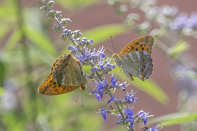 Argynnis paphia - nagy gyöngyházlepke