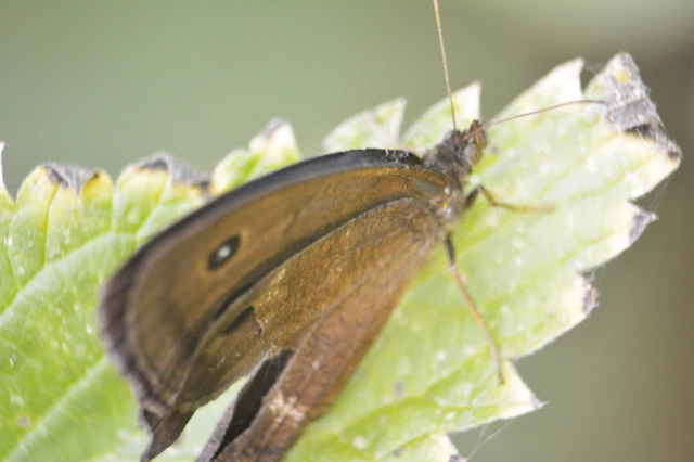 Minois dryas - fekete szemeslepke