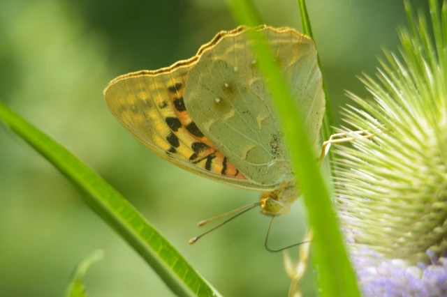 Argynnis pandora - zöldes gyöngyházlepke