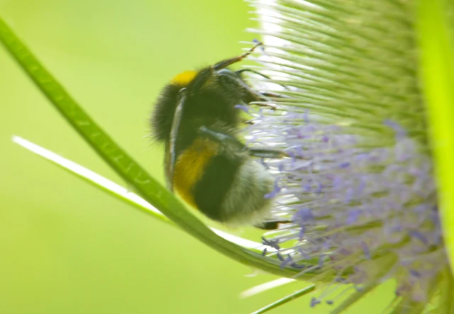 Bombus - poszméhek