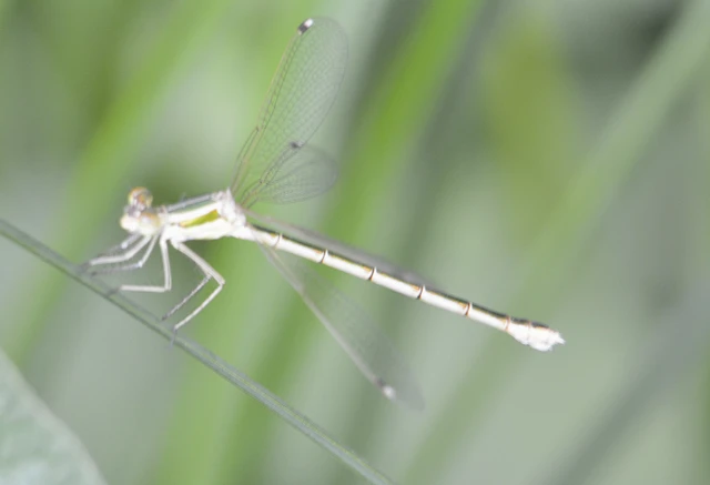 Lestes barbarus - foltosszárnyjegyű rablószitakötő