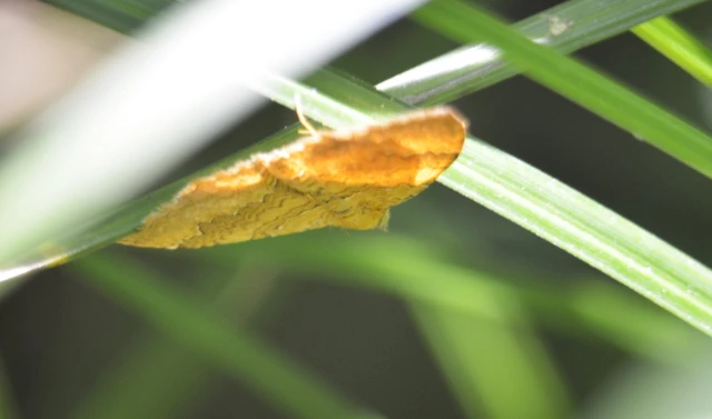 Camptogramma bilineata - kétvonalas sávosaraszoló