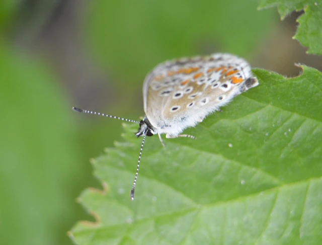 Aricia agestis - szerecsenboglárka