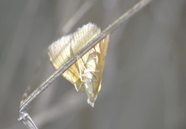 Camptogramma bilineata - kétvonalas sávosaraszoló