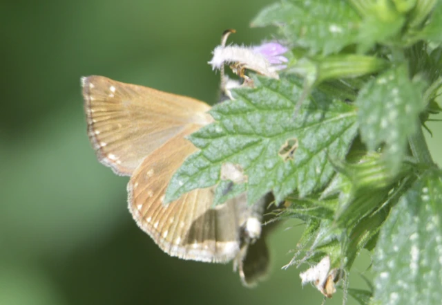 Erynnis tages - cigánylepke