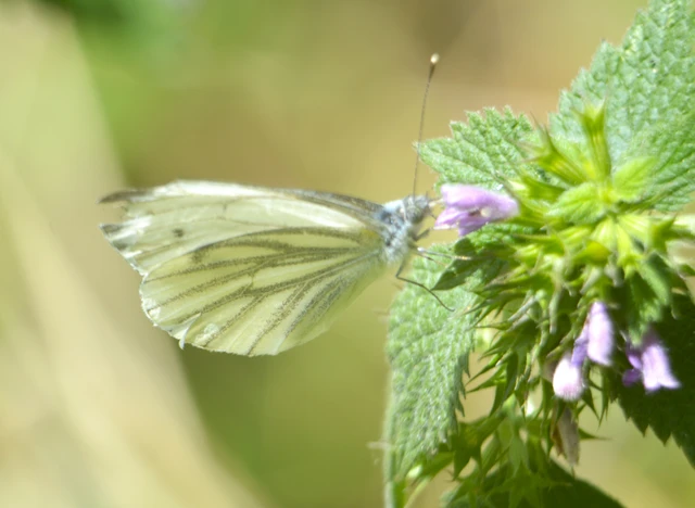 Pieris napi - repcelepke
