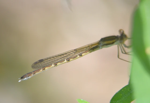 Sympecma fusca - téli rablószitakötő