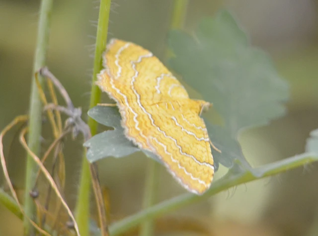 Camptogramma bilineata - kétvonalas sávosaraszoló