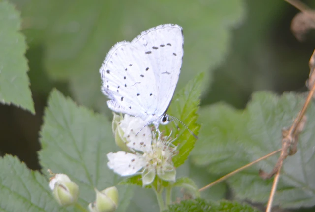 Celastrina argiolus - bengeboglárka