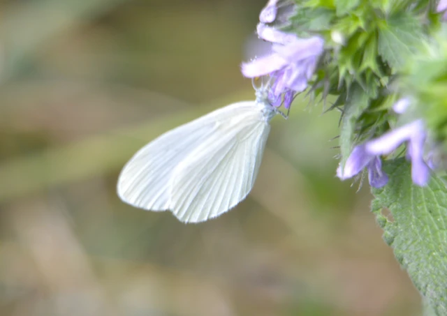 Leptidea sinapis - mustárlepke