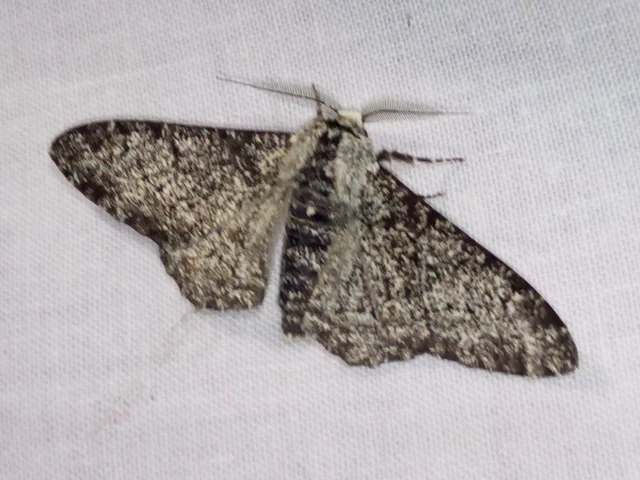 Biston betularia - szürkepettyes araszoló