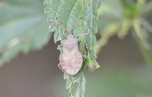 Coreus marginatus - közönséges karimáspoloska