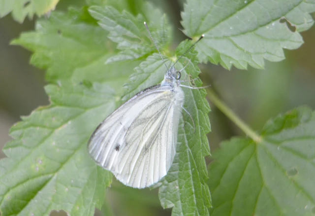 Pieris napi - repcelepke