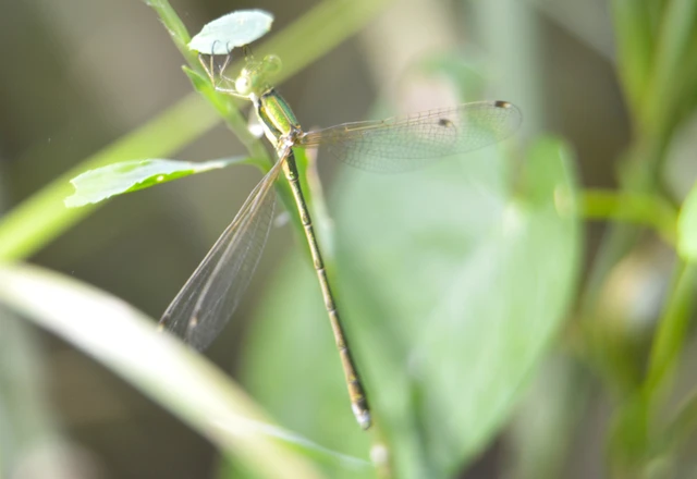 Lestes barbarus - foltosszárnyjegyű rablószitakötő