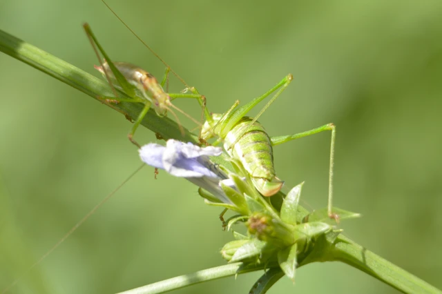 Leptophyes albovittata - közönséges virágszöcske Leptophyes albovittata - közönséges virágszöcske