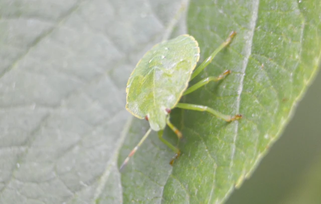 Pentatomidae - címerespoloskák Pentatomidae - címerespoloskák