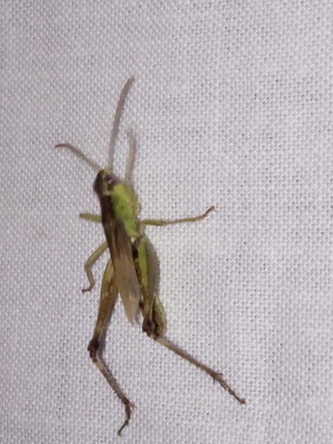 Pseudochorthippus parallelus - közönséges rétisáska Pseudochorthippus parallelus - közönséges rétisáska