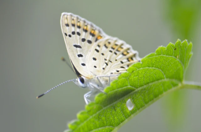 Lycaena tityrus - barna tűzlepke