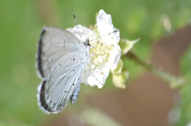 Celastrina argiolus - bengeboglárka