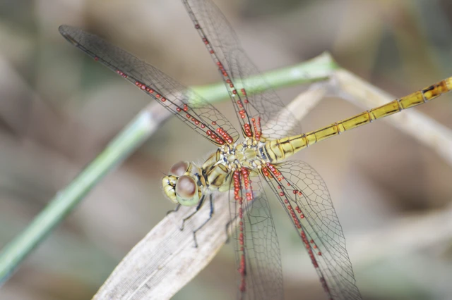 Sympetrum vulgatum - barkós katona-szitakötő