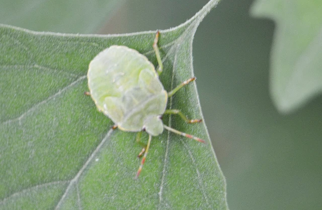 Pentatomidae - címerespoloskák Pentatomidae - címerespoloskák