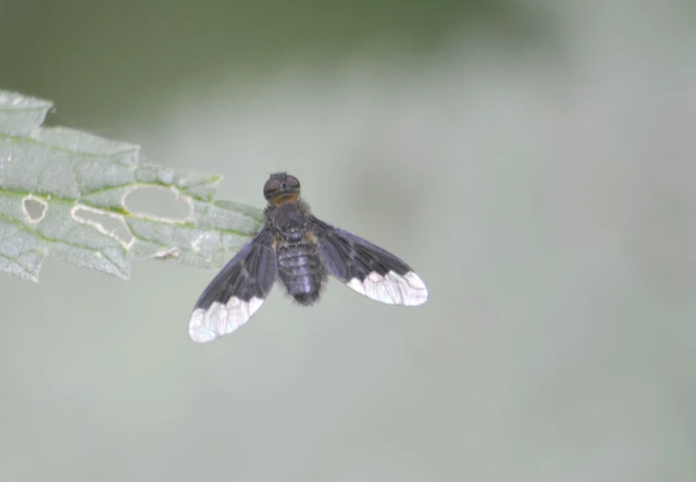 Diptera - Kétszárnyúak