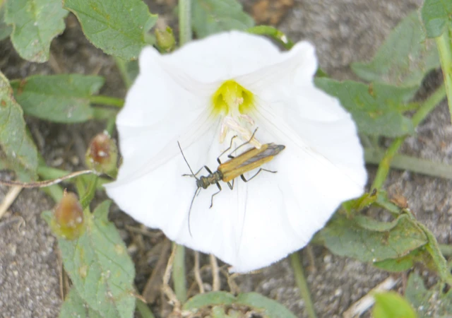 Oedemera femorata - sárgahátú álcincér