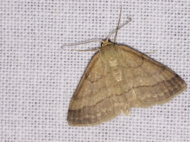 Scopula rubiginata - réti pirosaraszoló