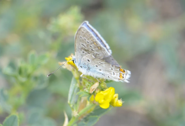 Polyommatus icarus - közönséges boglárka
