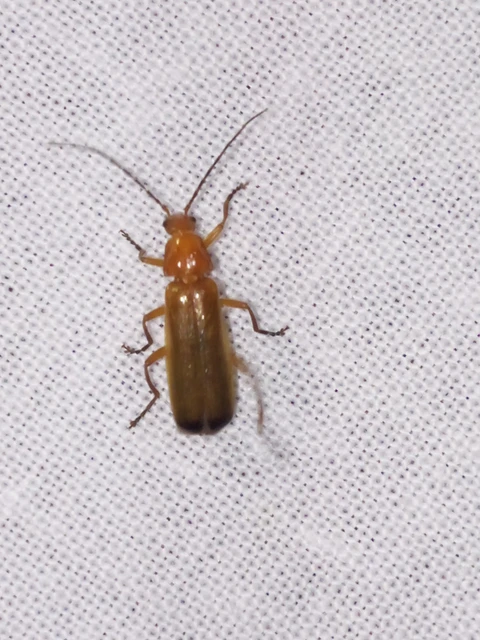Rhagonycha fulva - feketevégű lágybogár
