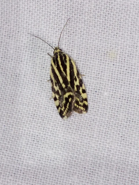 Emmelia trabealis - zebrabagoly