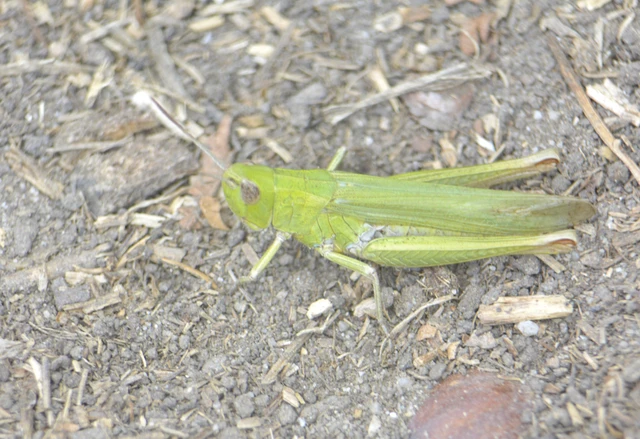 Chorthippus Chorthippus
