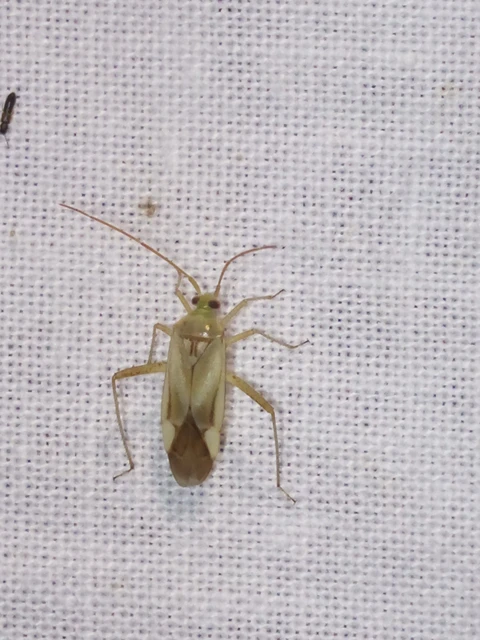 Adelphocoris lineolatus - lucernapoloska