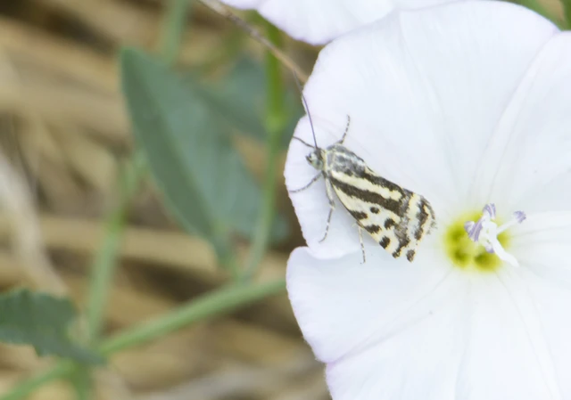 Emmelia trabealis - zebrabagoly