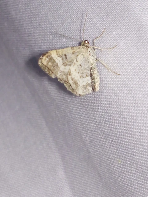 Epirrhoe alternata - galaj-tarkaaraszoló