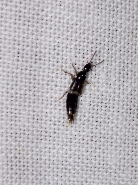 Staphylinidae - holyvafélék