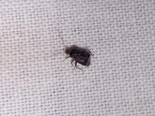 Miridae - mezeipoloskák