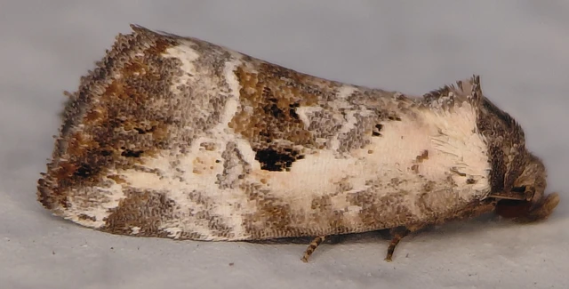 Hapalotis venustula - rózsaszínű mázasbagoly