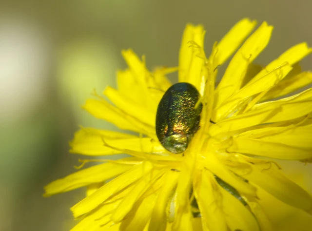 Cryptocephalus