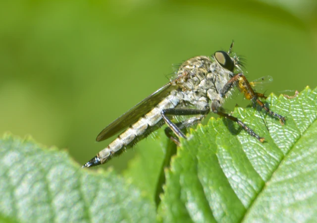 Diptera - Kétszárnyúak