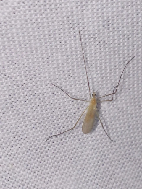 Diptera - Kétszárnyúak