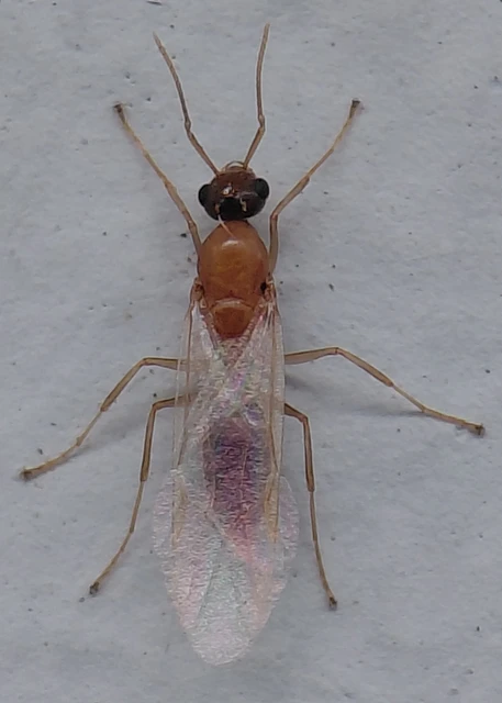 Colobopsis truncata - kapushangya