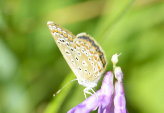 Polyommatus icarus - közönséges boglárka